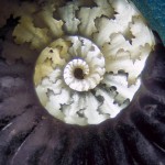 Magische Steine: Ammonit