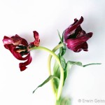 Stillleben: Tulpen