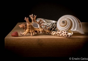 Erwin Geiss Adriaen Coorte Stillleben still life sea shells